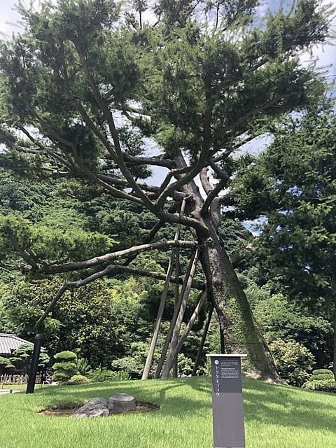 仙巌園　ﾔｸﾀﾈｺﾞﾖｳ